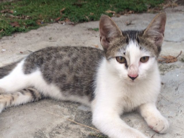 Obit. Gray. Oyil - Domestic Short Hair Cat