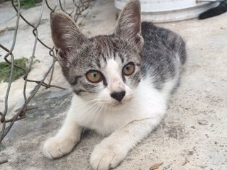 Obit. Gray. Oyil - Domestic Short Hair Cat