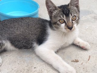 Obit. Gray. Oyil - Domestic Short Hair Cat