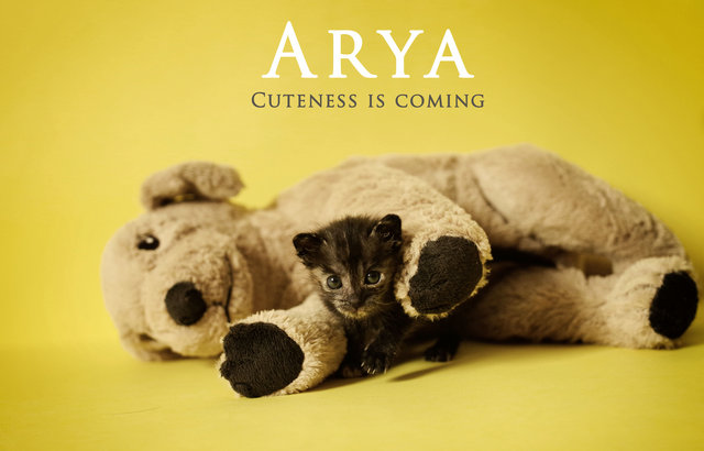 Arya - Domestic Short Hair Cat