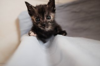 Arya saying, "I'm Batgirl!"