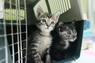 Arya with her brother, Tory Kittles at the vet, receiving their deworming and vaccination.