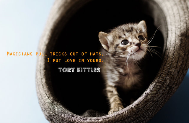 Tory Kittles - Domestic Short Hair Cat