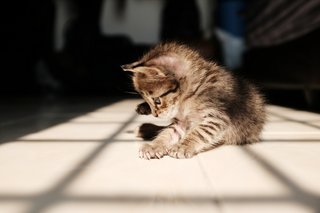 Tory Kittles playing with his shadow in the morning sun.