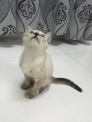 Veee - Domestic Short Hair Cat