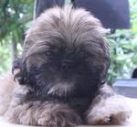 Jeannie - Pekingese Dog