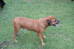 Rambo - A Gentle Mastiff - Bullmastiff + Boxer Dog