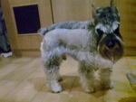 Pooh - Schnauzer Dog