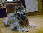 Pooh - Schnauzer Dog