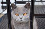 PF7255 - Russian Blue Cat