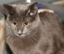 PF7255 - Russian Blue Cat