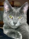 PF7255 - Russian Blue Cat