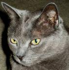 PF7255 - Russian Blue Cat