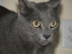 PF7255 - Russian Blue Cat