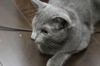 PF7255 - Russian Blue Cat