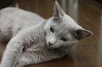 PF7255 - Russian Blue Cat