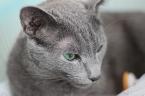 PF7255 - Russian Blue Cat