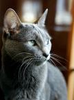 PF7255 - Russian Blue Cat