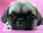 PF7259 - Pug Dog