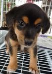 Tropicana Puppies - Golden Retriever Mix Dog