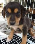 Tropicana Puppies - Golden Retriever Mix Dog