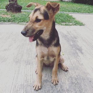 German Sheperd / Pinscher Mix - German Pinscher Mix Dog