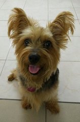 Scruffy - Silky Terrier Dog