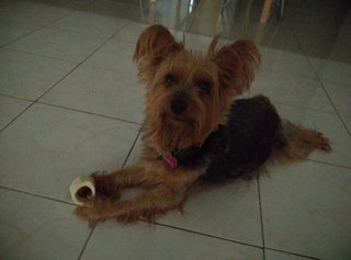 Scruffy - Silky Terrier Dog