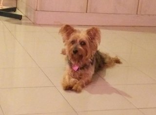 Scruffy - Silky Terrier Dog