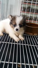 Blackwhite Male Chihuahua Puppy E10 - Chihuahua Dog