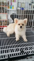 Teddy Face Male Pomeranian Puppy - Pomeranian Dog