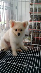 Teddy Face Male Pomeranian Puppy - Pomeranian Dog