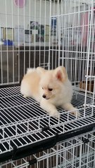 Teddy Face Male Pomeranian Puppy - Pomeranian Dog