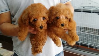 Redcolor Female Toy Poodle Puppy E1 - Poodle Dog