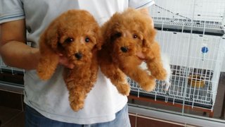 Redcolor Female Toy Poodle Puppy E1 - Poodle Dog