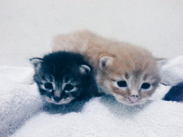 Three Siblings - Domestic Medium Hair Cat