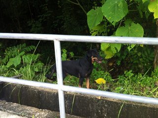 Rottweiler Look Alike  - Rottweiler Dog