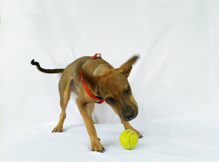 Doodles - Shar Pei Mix Dog