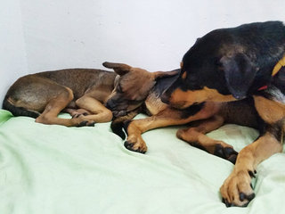 One of her favourite spots is the bed of my dog, Bobo