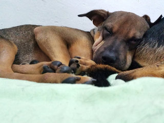 Doodles - Shar Pei Mix Dog