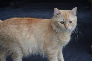 Merlin - Turkish Angora + Himalayan Cat