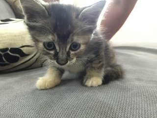 Cutie - Domestic Short Hair Cat