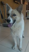 Klaus - Mixed Breed Dog