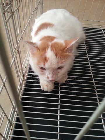 Manis - Turkish Van Cat