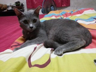 Luna - Russian Blue Cat