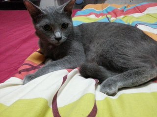 Luna - Russian Blue Cat