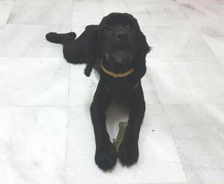 Benson - Cocker Spaniel Dog