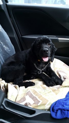 Benson - Cocker Spaniel Dog