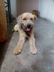Garfield - Mixed Breed Dog