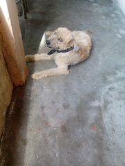 Garfield - Mixed Breed Dog